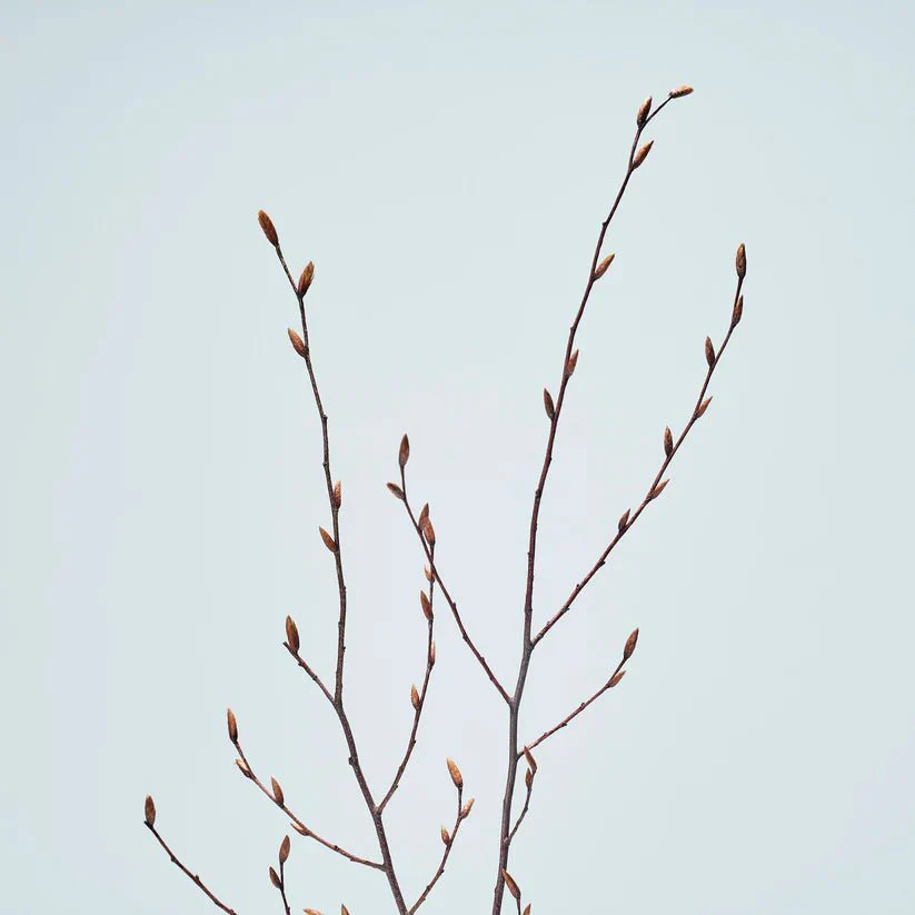 Forest Bathing Diffuser: Inushi Branches - Image 2